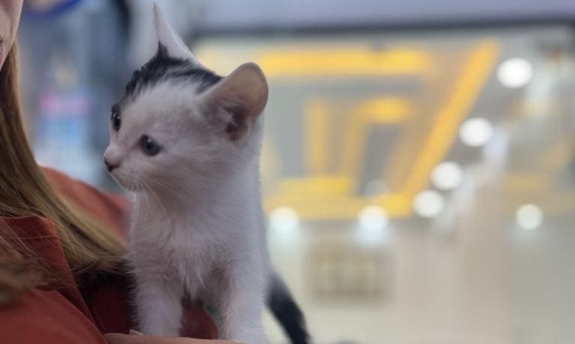 Ates_veteriner_urfa_28