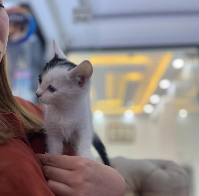 Ates_veteriner_urfa_28