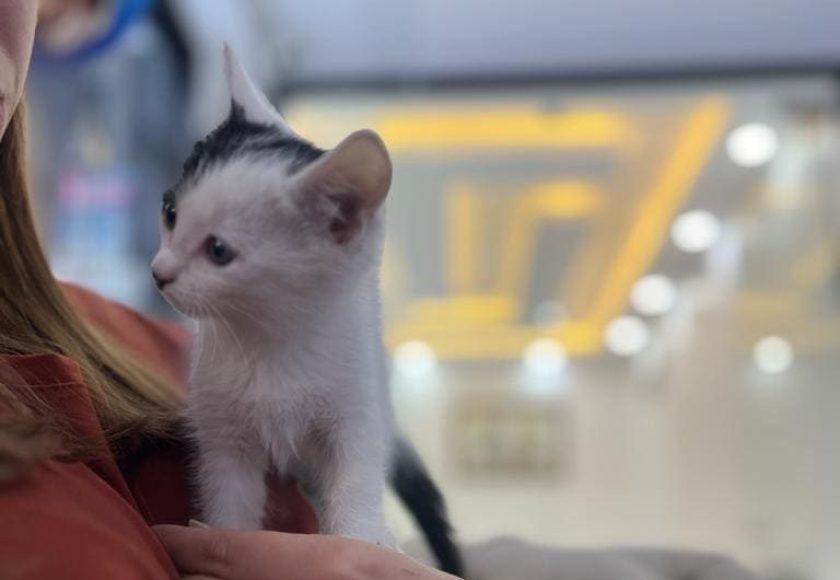 Ates_veteriner_urfa_28